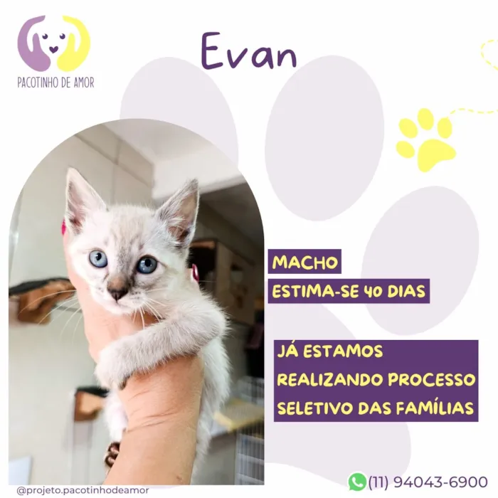 Gato raça SRD-ViraLata idade Abaixo de 2 meses nome Evan
