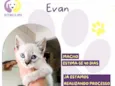 Evan