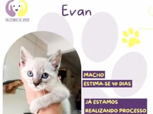 Gato raça SRD-ViraLata idade Abaixo de 2 meses nome Evan