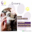 Ettore