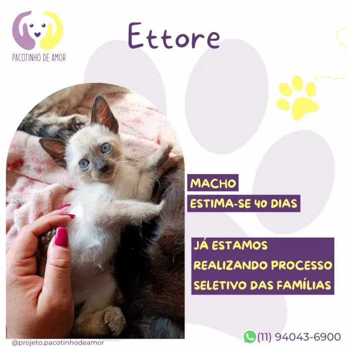 Gato raça SRD-ViraLata idade Abaixo de 2 meses nome Ettore