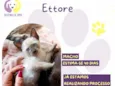 Ettore