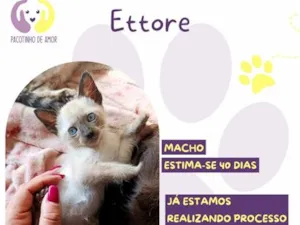 Gato raça SRD-ViraLata idade Abaixo de 2 meses nome Ettore
