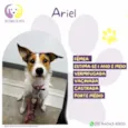 Ariel