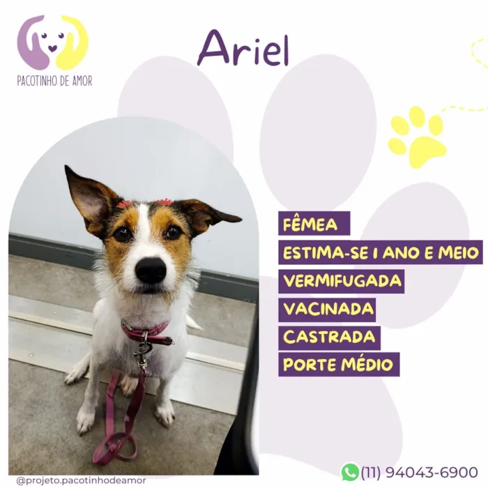 Cachorro raça SRD-ViraLata idade 1 ano nome Ariel