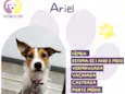Ariel