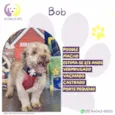 Bob
