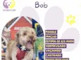 Bob