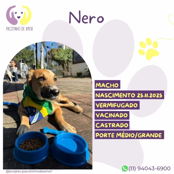 Cachorro raça SRD-ViraLata idade 1 ano nome Nero