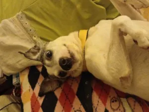 Cachorro raça SRD-ViraLata idade 6 ou mais anos nome alpha