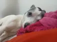 alpha