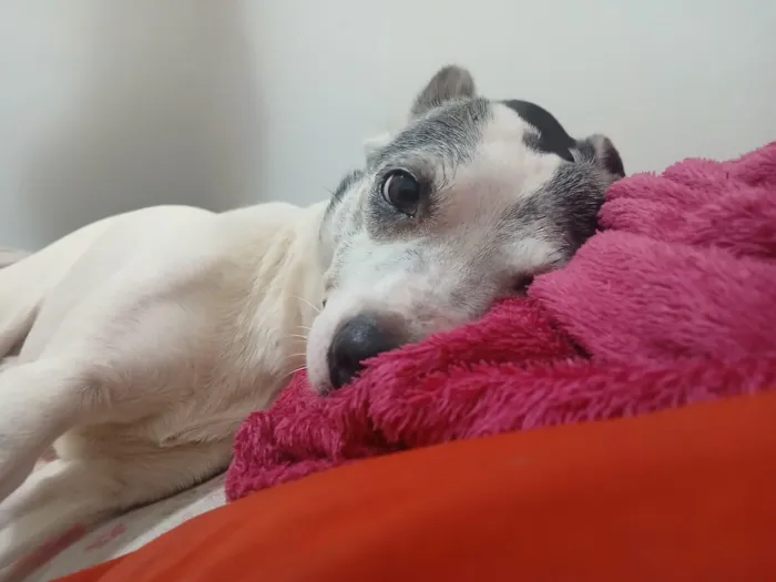 Cachorro raça SRD-ViraLata idade 6 ou mais anos nome alpha