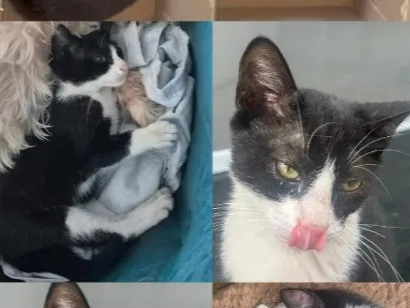 Gato raça SRD-ViraLata idade 7 a 11 meses nome Thor 
