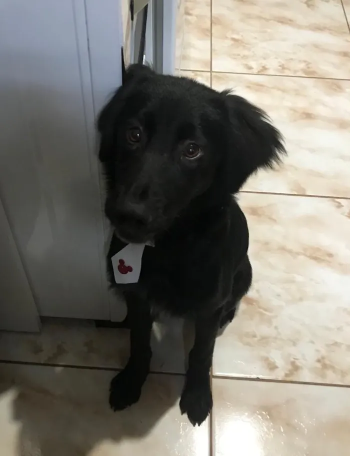 Cachorro raça SRD-ViraLata idade 5 anos nome Slinky