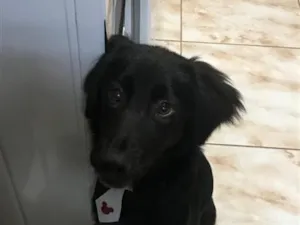 Cachorro raça SRD-ViraLata idade 5 anos nome Slinky