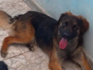 Cachorro raça SRD-ViraLata idade 5 anos nome Scott