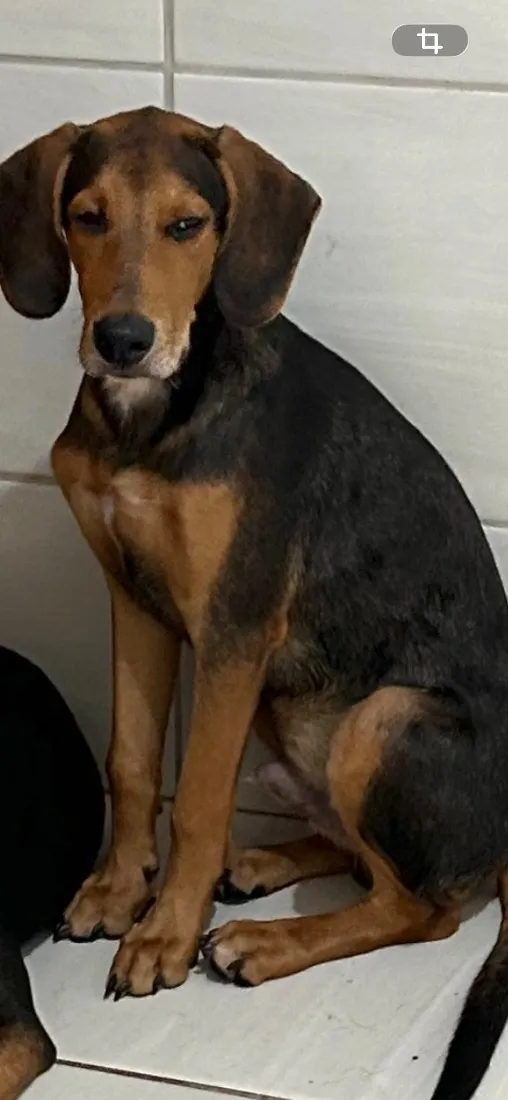 Cachorro raça SRD-ViraLata idade 2 a 6 meses nome Lope