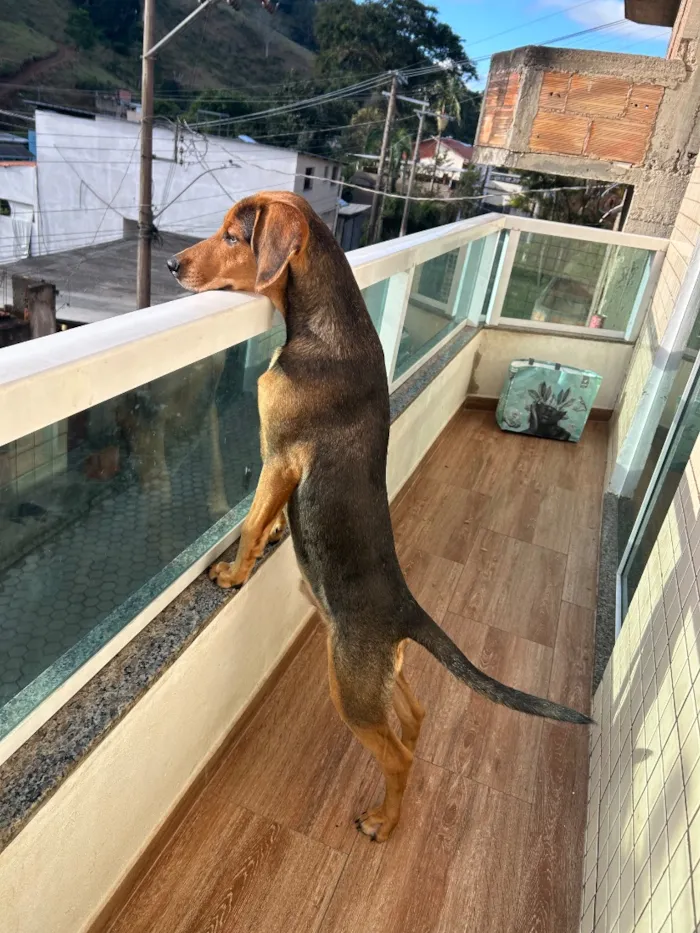 Cachorro raça SRD-ViraLata idade 2 a 6 meses nome Lope