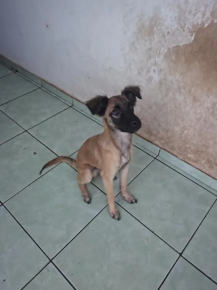 Cachorro raça SRD-ViraLata idade 2 a 6 meses nome sem nome