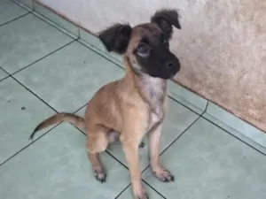 Cachorro raça SRD-ViraLata idade 2 a 6 meses nome sem nome