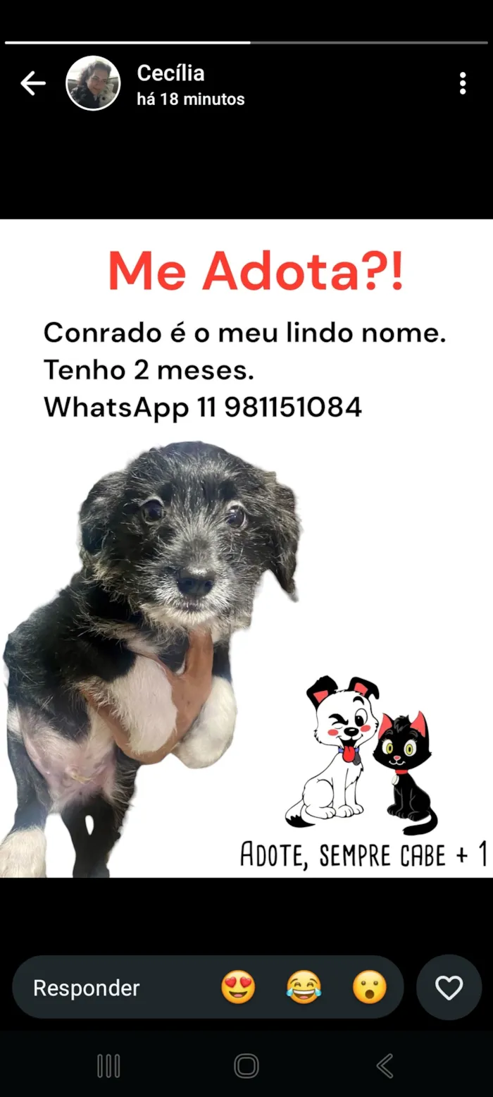 Cachorro raça SRD-ViraLata idade 2 a 6 meses nome Conrado