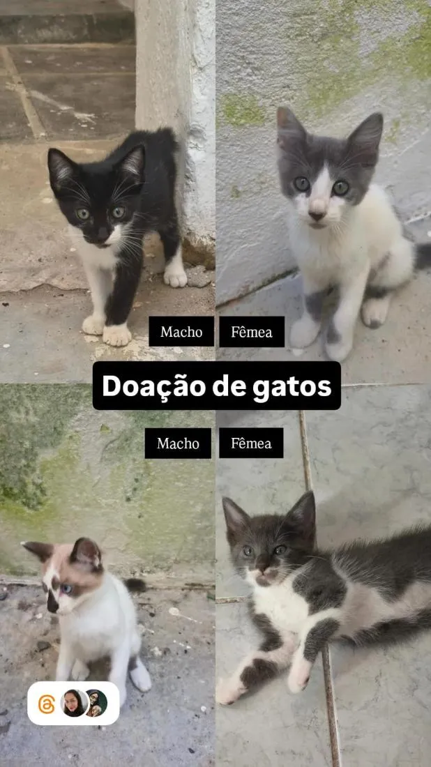 Gato raça SRD-ViraLata idade 2 a 6 meses nome Magnus