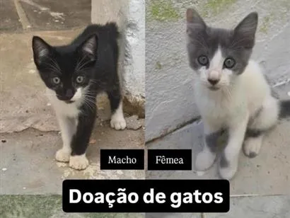 Gato raça SRD-ViraLata idade 2 a 6 meses nome Magnus