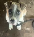 Apolo