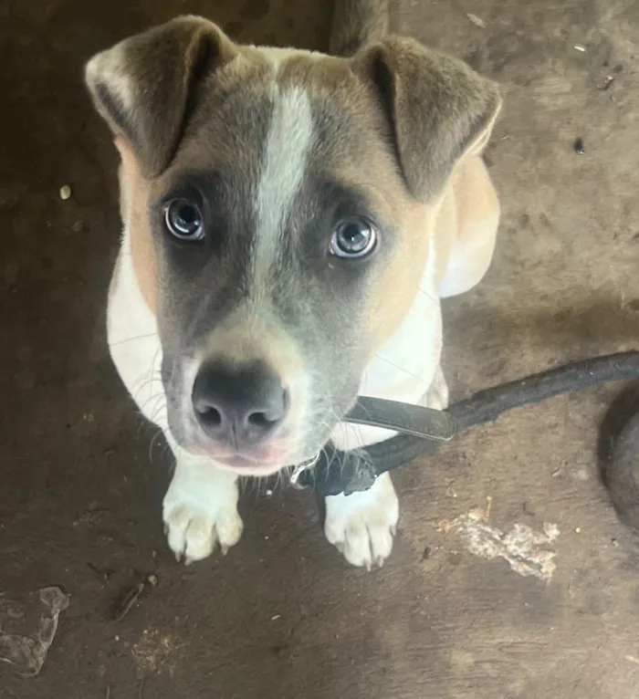 Cachorro raça Pastor Alemão idade 2 a 6 meses nome Apolo