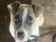 Apolo
