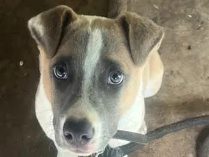 Cachorro raça Pastor Alemão idade 2 a 6 meses nome Apolo