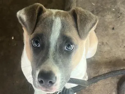 Cachorro raça Pastor Alemão idade 2 a 6 meses nome Apolo