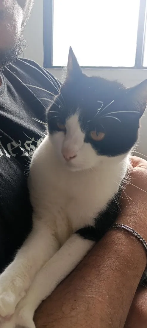 Gato raça SRD-ViraLata idade 2 a 6 meses nome Pedro Luffy e Frajola 