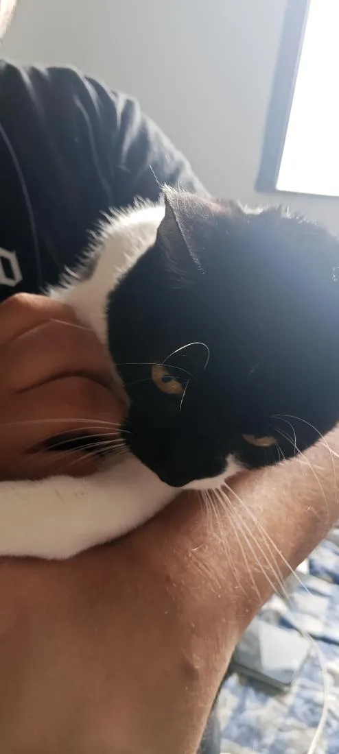 Gato raça SRD-ViraLata idade 2 a 6 meses nome Pedro Luffy e Frajola 