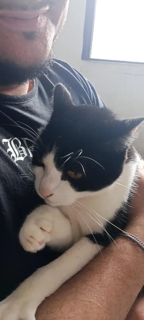 Gato raça SRD-ViraLata idade 2 a 6 meses nome Pedro Luffy e Frajola 