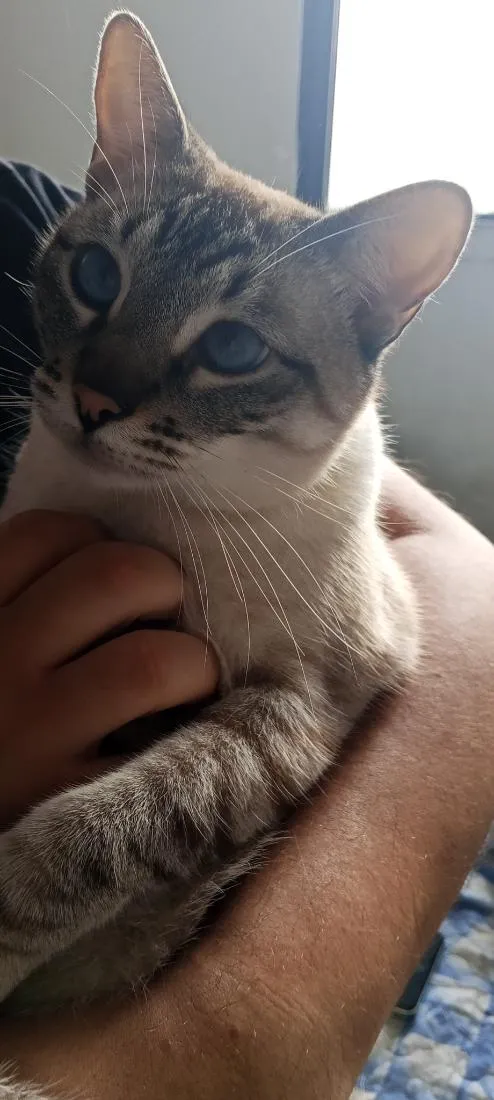 Gato raça SRD-ViraLata idade 2 a 6 meses nome Pedro Luffy e Frajola 