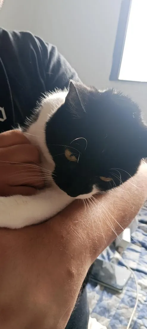 Gato raça SRD-ViraLata idade 2 a 6 meses nome Pedro Luffy e Frajola 