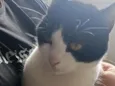 Pedro Luffy e Frajola 