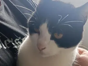 Gato raça SRD-ViraLata idade 2 a 6 meses nome Pedro Luffy e Frajola 