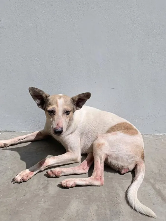 Cachorro raça SRD-ViraLata idade 2 anos nome MAG