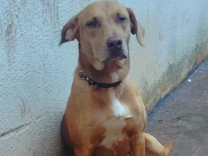 Cachorro raça SRD-ViraLata idade 7 a 11 meses nome Max 