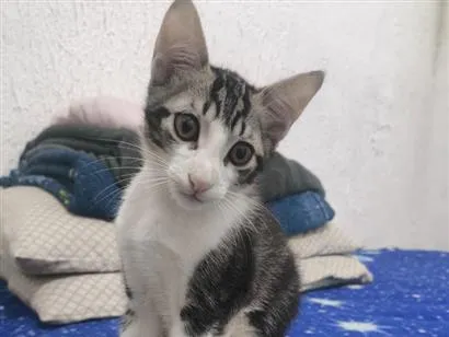 Gato raça SRD-ViraLata idade 2 a 6 meses nome Rabito