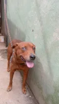 Apolo