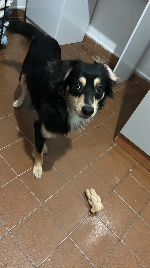 Cachorro raça SRD-ViraLata idade 1 ano nome Max