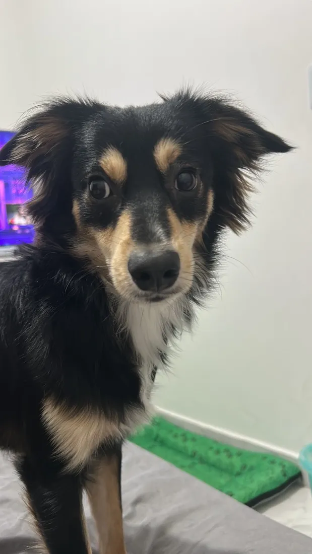 Cachorro raça SRD-ViraLata idade 1 ano nome Max