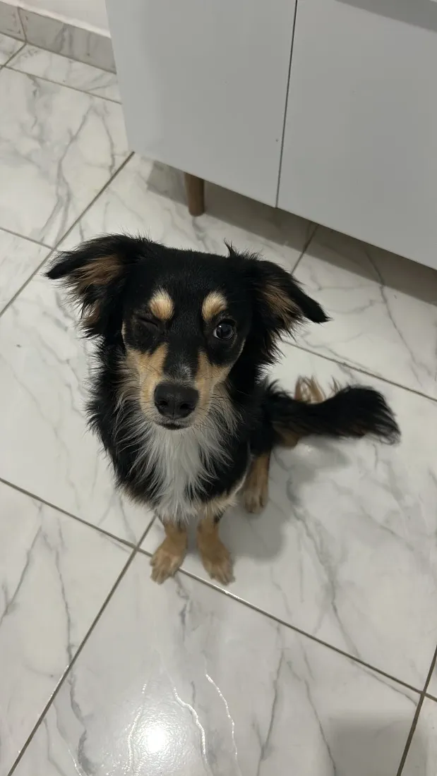 Cachorro raça SRD-ViraLata idade 1 ano nome Max