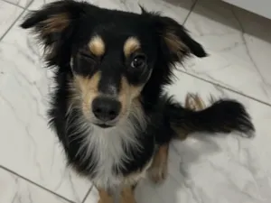 Cachorro raça SRD-ViraLata idade 1 ano nome Max