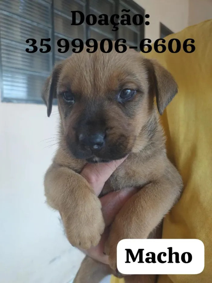 Cachorro raça SRD-ViraLata idade 2 a 6 meses nome sem nome 