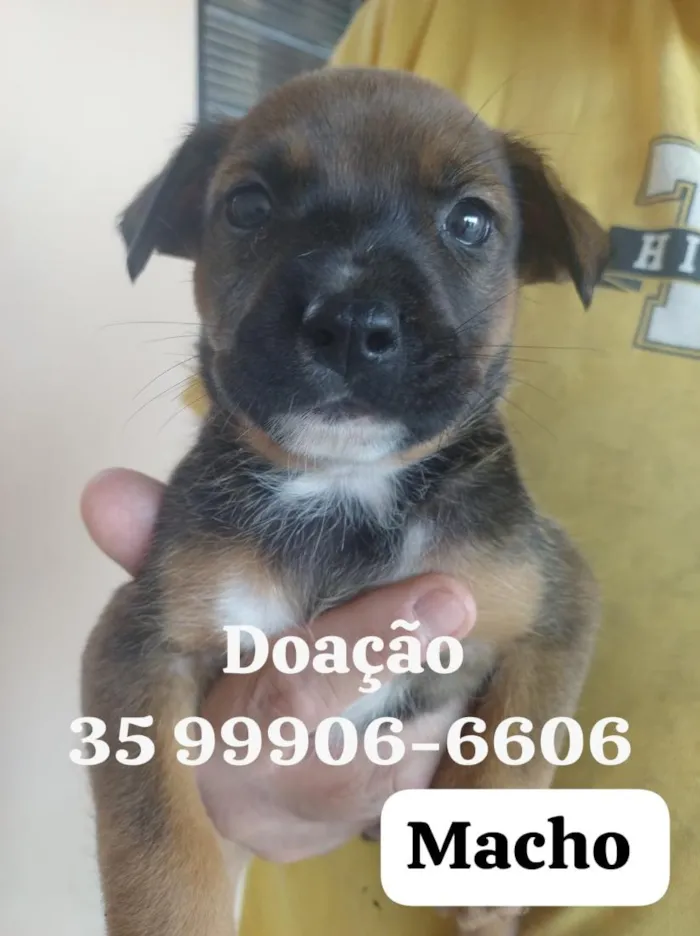 Cachorro raça SRD-ViraLata idade 2 a 6 meses nome sem nome 