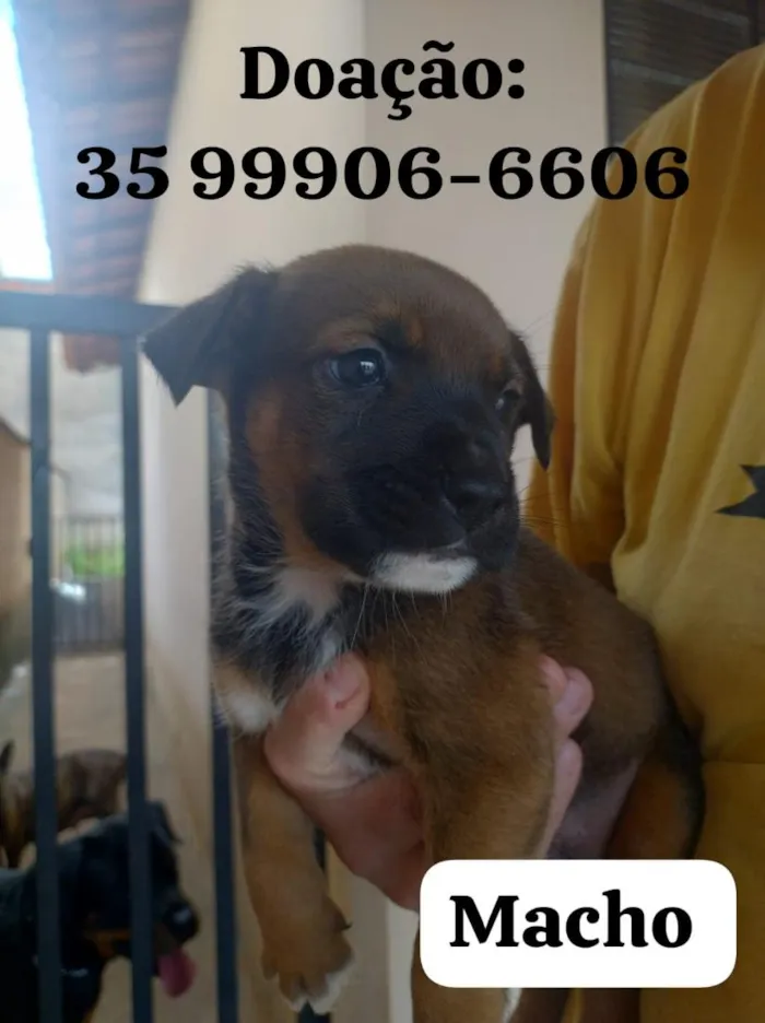 Cachorro raça SRD-ViraLata idade 2 a 6 meses nome sem nome 